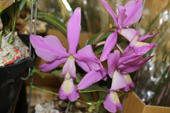 Cattleya nobilior