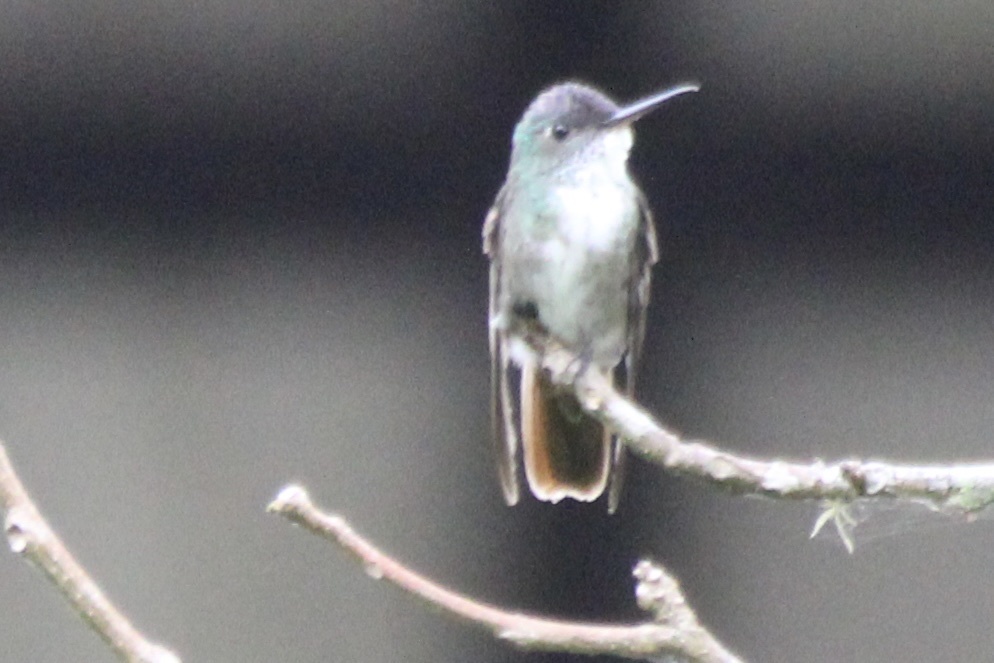 Azure-crowned Hummingbird (Saucerottia cyanocephala), photo 8