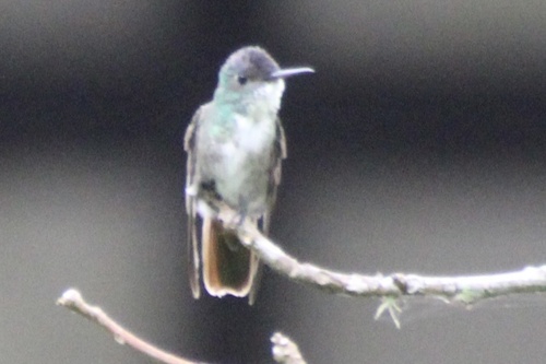 Azure-crowned Hummingbird (Saucerottia cyanocephala), photo 6