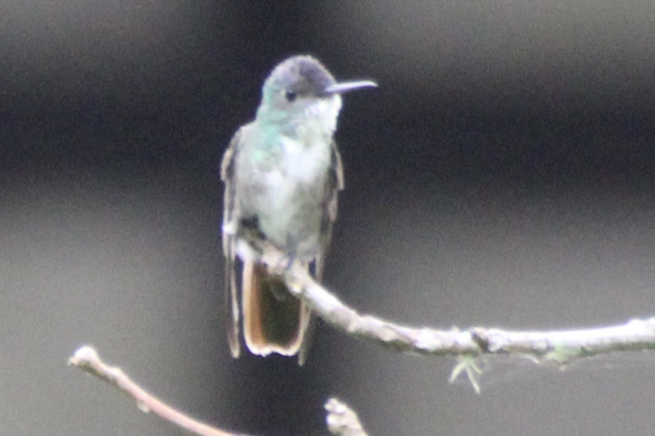 Azure-crowned Hummingbird (Saucerottia cyanocephala), photo 7
