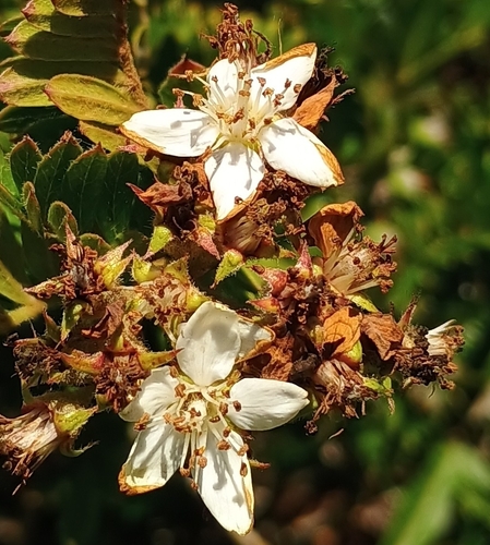 Osteomeles anthyllidifolia observed 2026-05-23