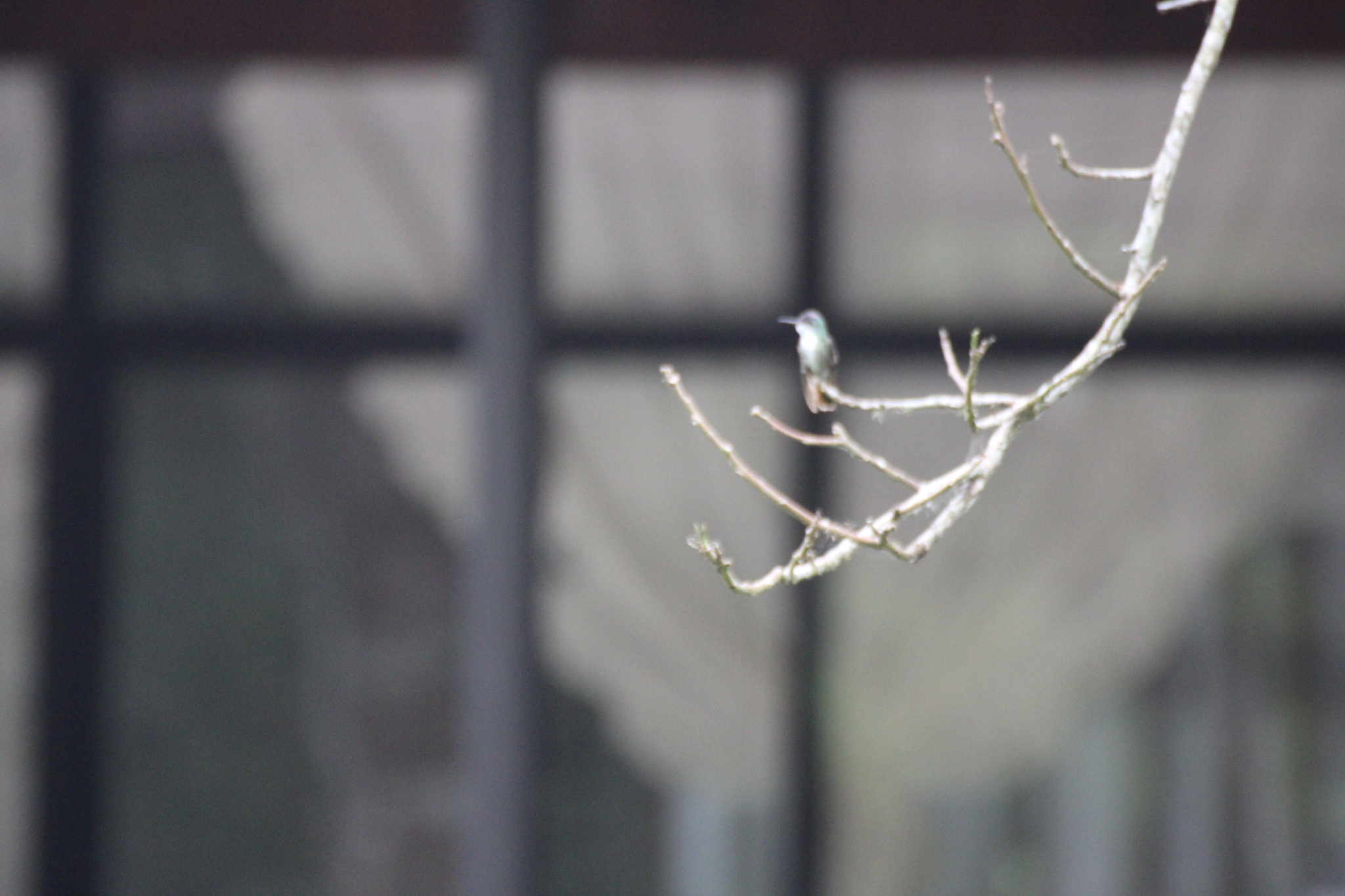 Azure-crowned Hummingbird (Saucerottia cyanocephala), photo 9