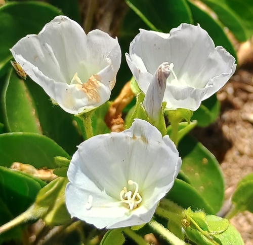 Jacquemontia sandwicensis observed 2026-05-23
