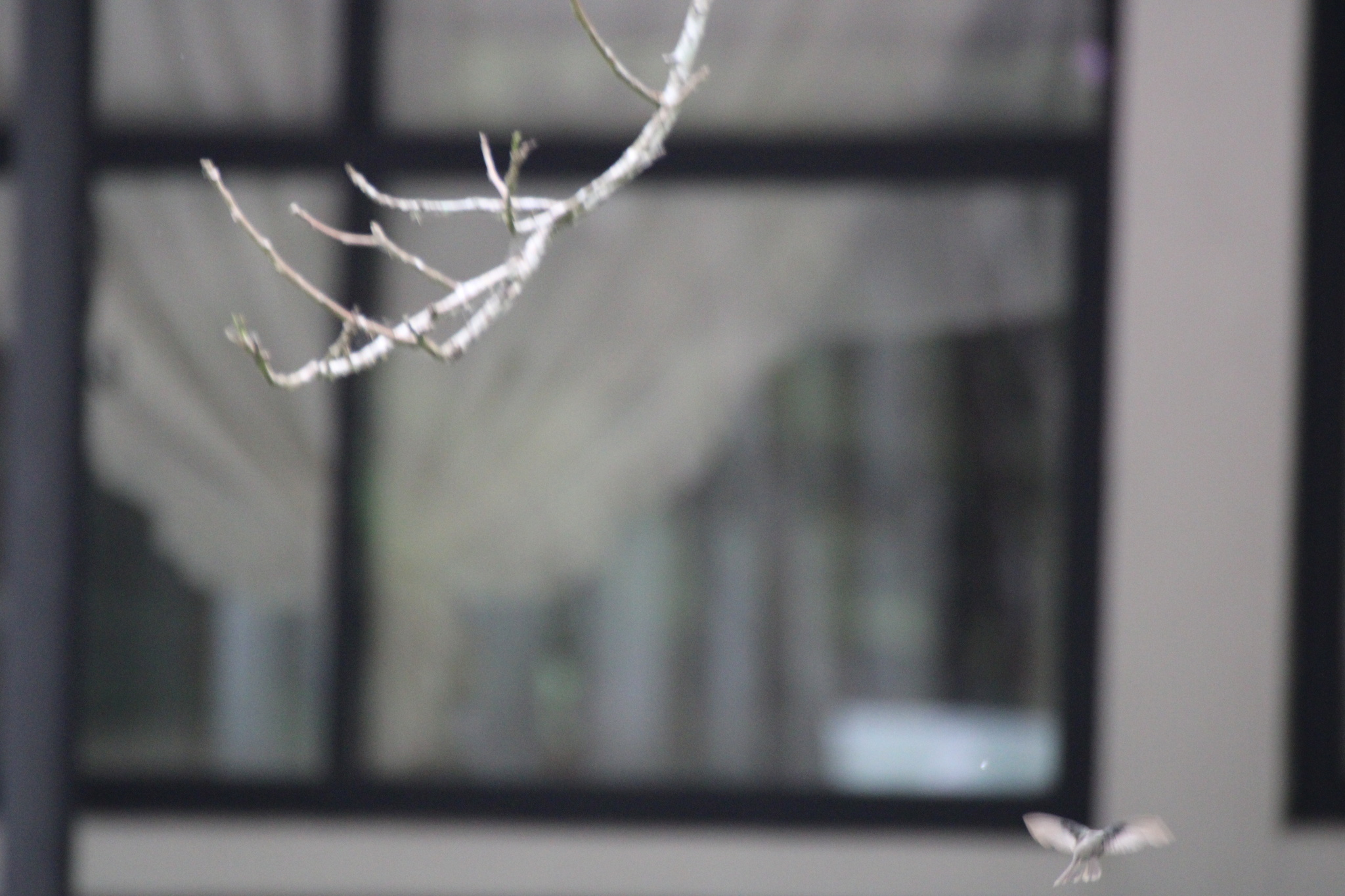 Azure-crowned Hummingbird (Saucerottia cyanocephala), photo 10