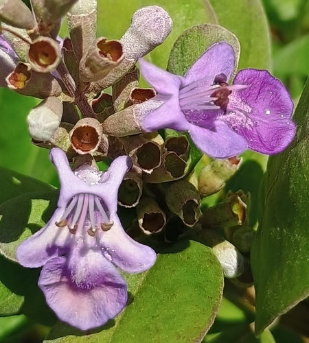 Vitex rotundifolia observed 2026-05-23
