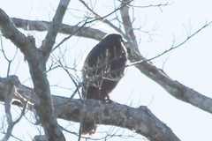 Buteogallus schistaceus