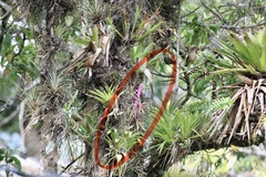 Tillandsia lucida
