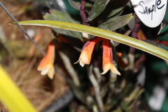 Dendrobium wentianum