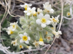Oreocarya fulvocanescens