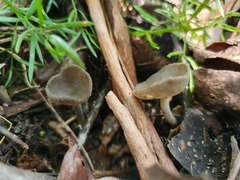 Helvella fibrosa