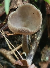 Helvella fibrosa