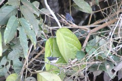 Hypocnemoides maculicauda