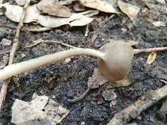 Helvella fibrosa