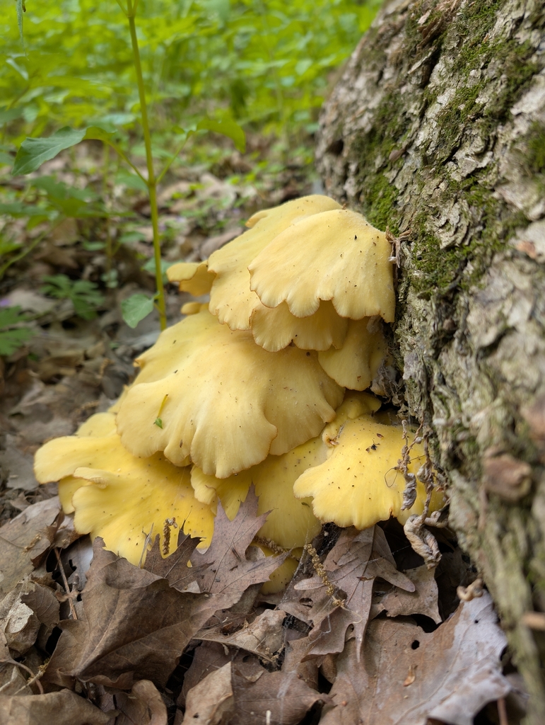 Golden Oyster Mushroom · May 2026 · photo: Photo: no rights reserved · iNaturalist