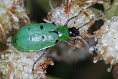 Diabrotica decempunctata