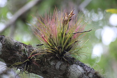 Tillandsia tricolor