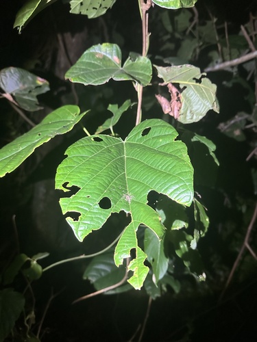 Buettneria observed 2026-05-23