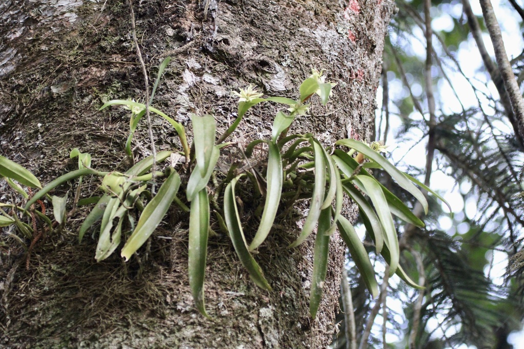 Prosthechea fragrans; photograph (c) ashleyrsteel, some rights reserved (CC BY)