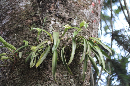 Prosthechea fragrans, photograph 5