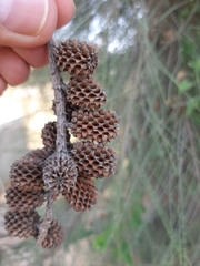 Casuarina equisetifolia