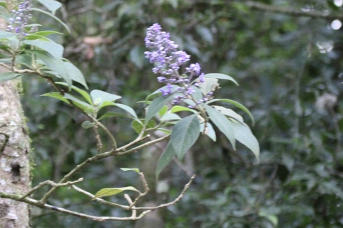 Cornutia pyramidata, photograph 1
