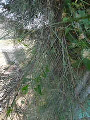 Casuarina equisetifolia