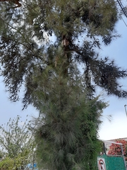 Casuarina equisetifolia