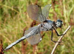 Libellula comanche
