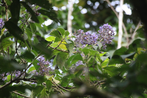 Cornutia pyramidata, photograph 3