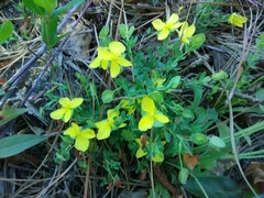 Hypericum suffruticosum