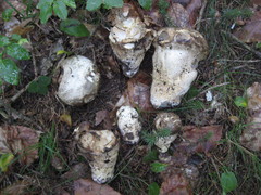 Catathelasma imperiale