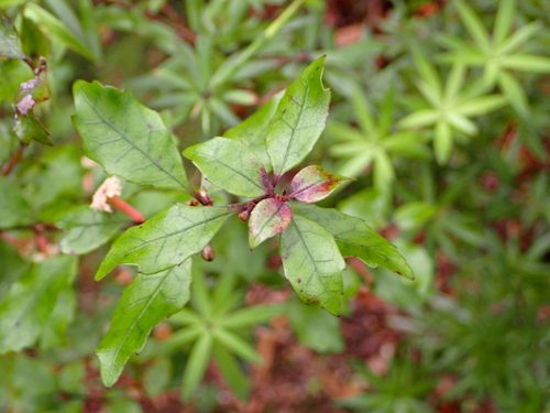 Alseuosmia banksii, photograph 4