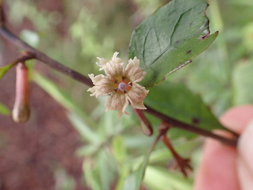 Alseuosmia banksii, photograph 5
