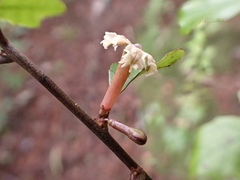 Alseuosmia banksii, photograph author not stated, no rights reserved