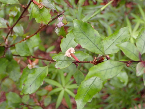 Alseuosmia banksii, photograph 2
