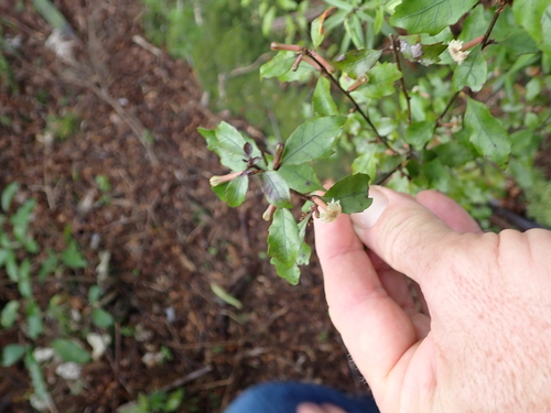 Alseuosmia banksii, photograph 6