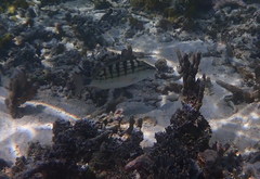 Lutjanus decussatus