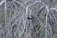 Diglossa brunneiventris