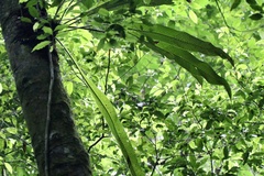 Deer's foot fern (Niphidium)