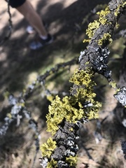 Vulpicida canadensis