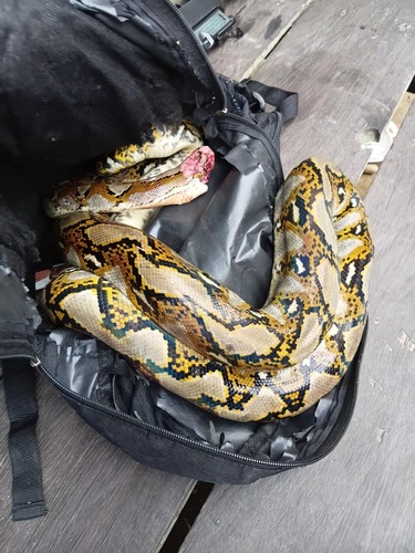 Malayopython reticulatus