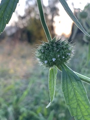 Leucas martinicensis