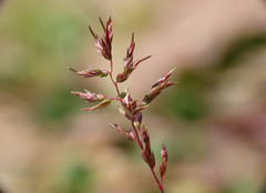 Poa bulbosa