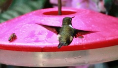 Chaetocercus mulsant