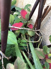 Euphorbia pulcherrima