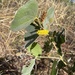 Acacia humifusa