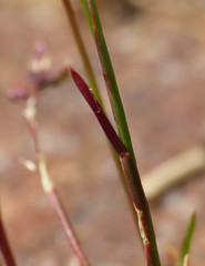 Poa bulbosa