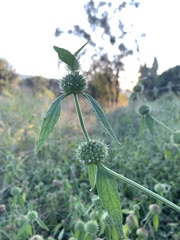 Leucas martinicensis