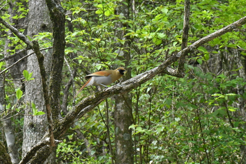 Buffy Laughingthrush
