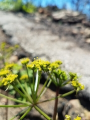 Tauschia